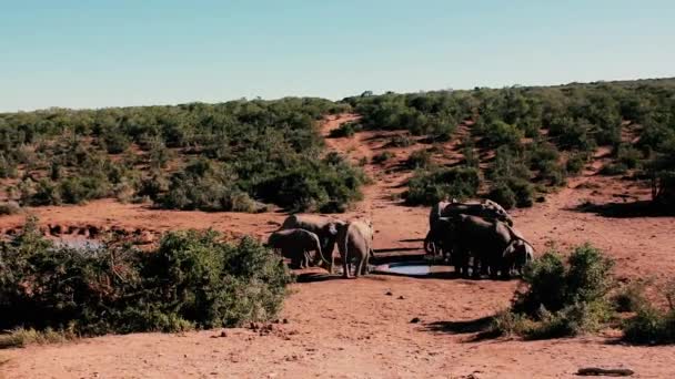 Záběry Jižní Afriky Volně Žijící Zvířata Pořízené Roce 2018 — Stock video