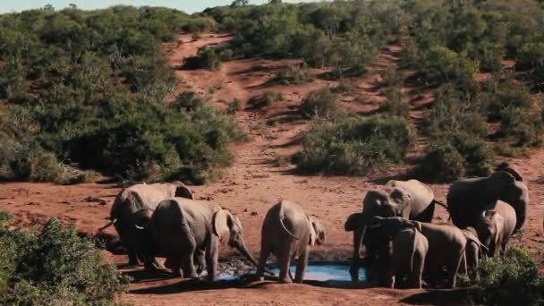 Riprese Dal Sud Africa Animali Selvatici Scattate Nel 2018 — Video Stock