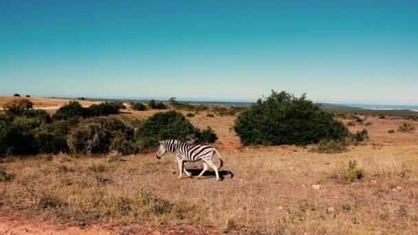 Güney Afrika Dan Görüntüler 2018 Çekilmiş Vahşi Hayvanlar — Stok video