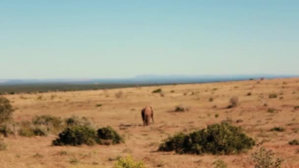 Footages Etelä Afrikasta Vuonna 2018 Pyydetyt Luonnonvaraiset Eläimet — kuvapankkivideo