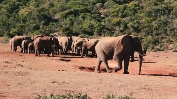 Nagrania Afryki Południowej Dzikie Zwierzęta Zrobione 2018 — Wideo stockowe