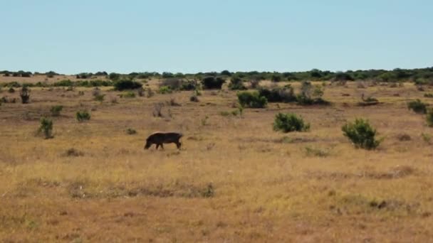 Footages Uit Zuid Afrika Wilde Dieren Genomen 2018 — Stockvideo