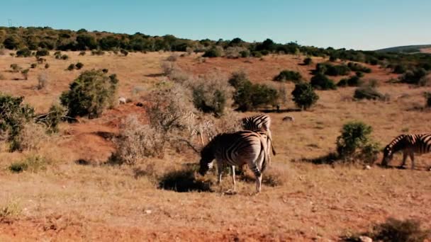 Footages Uit Zuid Afrika Wilde Dieren Genomen 2018 — Stockvideo