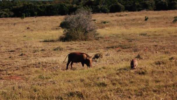 Riprese Dal Sud Africa Animali Selvatici Scattate Nel 2018 — Video Stock