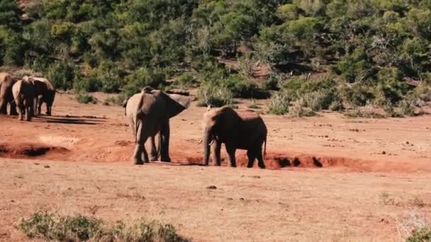 Footages South Africa Wild Animals Taken 2018 — Stock Video
