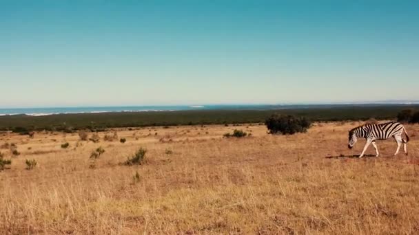 Filmaufnahmen Aus Südafrika Wildtiere Aus Dem Jahr 2018 — Stockvideo