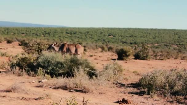 Footages Uit Zuid Afrika Wilde Dieren Genomen 2018 — Stockvideo