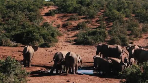 Filmaufnahmen Aus Südafrika Wildtiere Aus Dem Jahr 2018 — Stockvideo