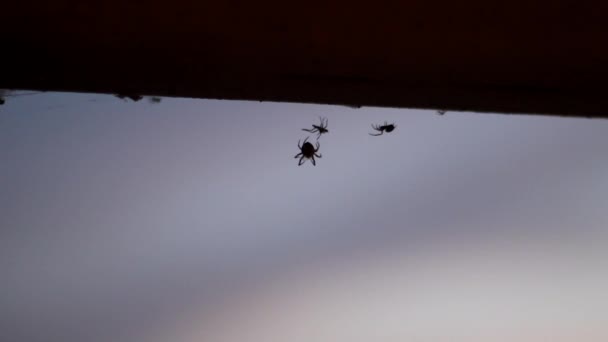 Μια Αράχνη Τυλίγει Ένα Έντομο Και Υπερασπίζεται Ενάντια Μια Άλλη — Αρχείο Βίντεο