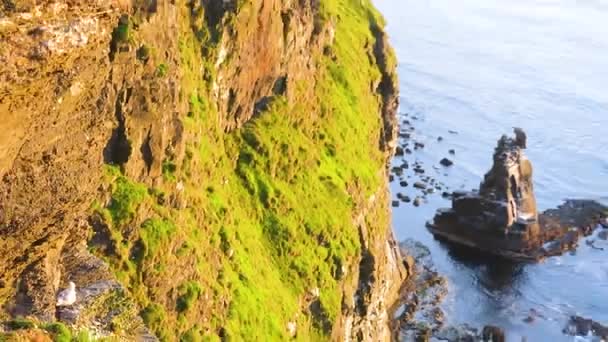 Zoom Záběr Racků Sedících Útesech Útesech Moher Irsku Více Racky — Stock video