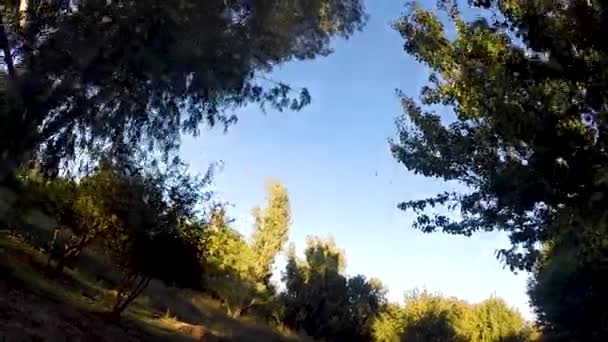 鸟儿在同类的上空飞翔 空中的树木慢动作60英尺 — 图库视频影像
