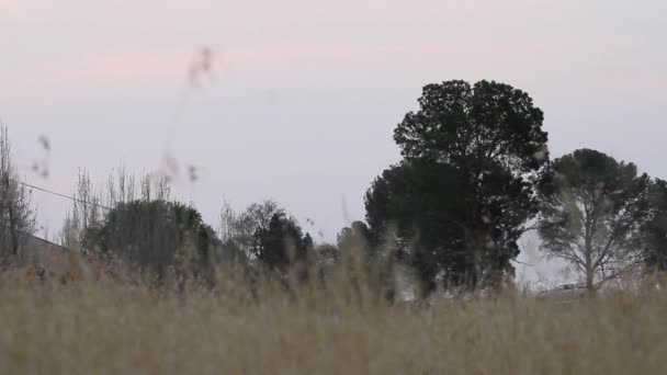 Busch Der Abend Tiefflug Geschossen Wurde Sonnenuntergang — Stockvideo