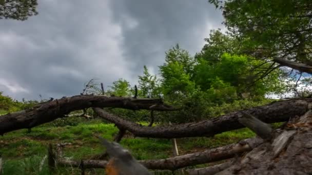 森の中のスライダーの時間経過 — ストック動画