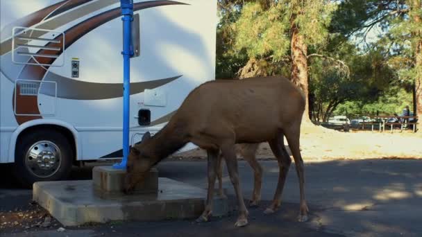 Moder Älg Dricker Vatten Medan Hennes Kalv Stannar Närheten — Stockvideo