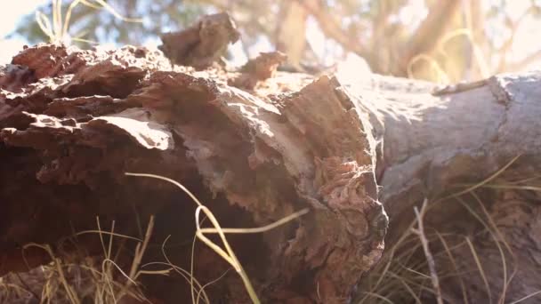 Ein Großer Umgestürzter Baumstamm Sitzt Busch Sonnenstrahlen Reflektieren Ihn Der — Stockvideo