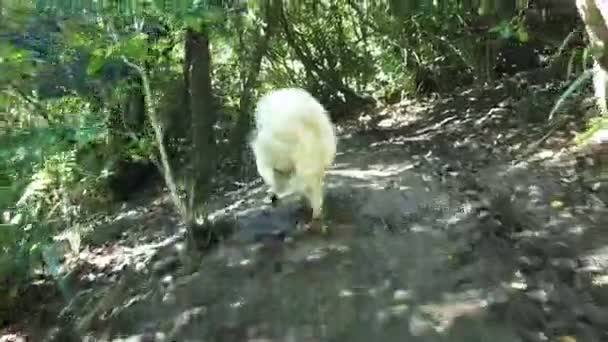 Samoyed Hond Rent Een Bospad — Stockvideo