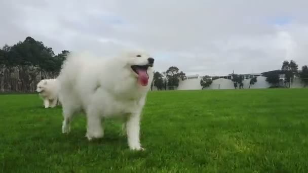 Seekor Anjing Putih Berbulu Samoyed Berlari Bersama Samoyed Lainnya Latar — Stok Video