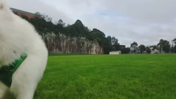 Many White Fluffy Samoyed Dogs Running Grass Field Steadycam Shot — ストック動画