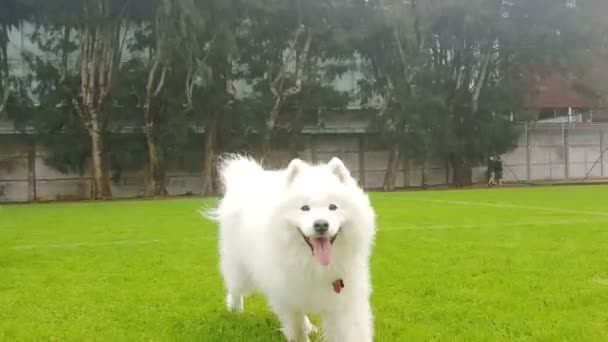 背景に白いサモイド犬などをフィーチャーしたトラッキングショット — ストック動画