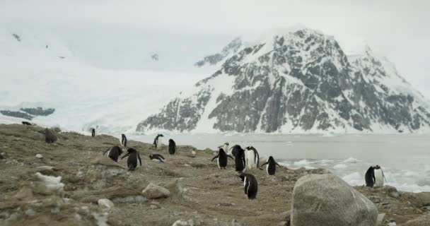 Красивый Снимок Колонии Пингвинов Фоне Заснеженной Горы Океана Снимок Сделан — стоковое видео