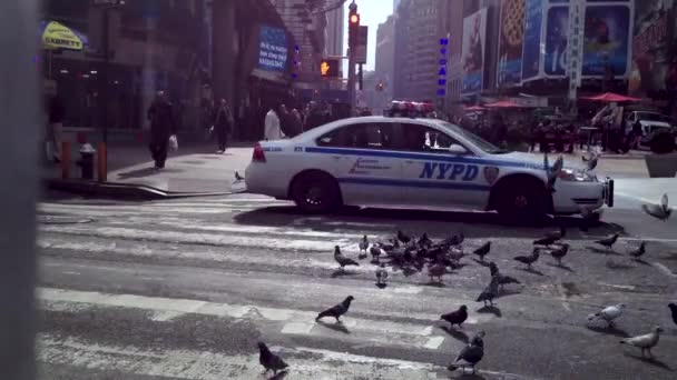鸽子聚集在繁忙的纽约市街道上 直到汽车迫使它们飞走 — 图库视频影像