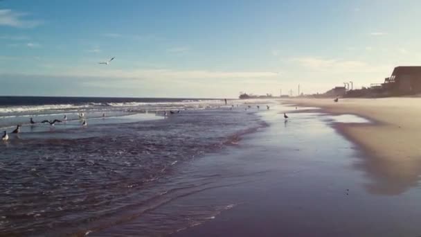 Dezenas Gaivotas Pastam Primeiro Plano Sob Belo Cais Diversões Dia — Vídeo de Stock