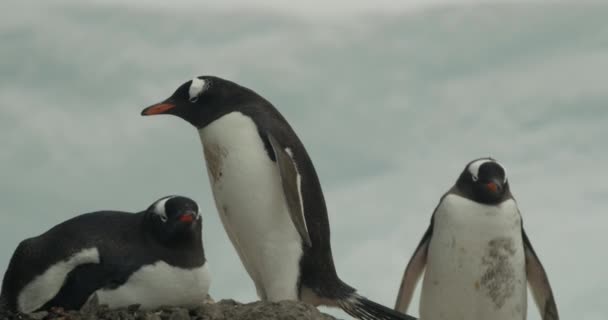 Trois Pingouins Assoient Paresseusement Tiennent Debout Regardant Autour Tourné Antarctique — Video