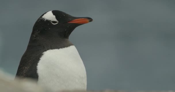 Pingouin Étend Ses Ailes Air Fatigué Tourné Antarctique Sur Une — Video