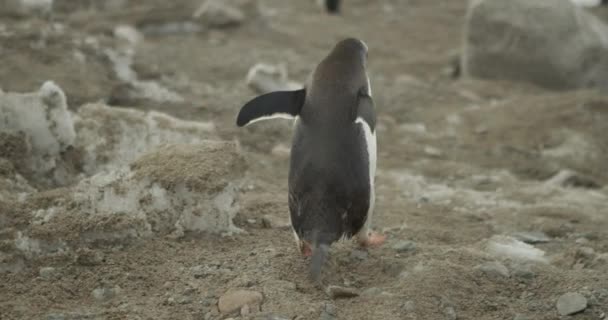 一只雄性企鹅欢快地摇摇晃晃地穿过蚁群 展开翅膀寻求平衡 在南极洲的红龙上被射杀 — 图库视频影像