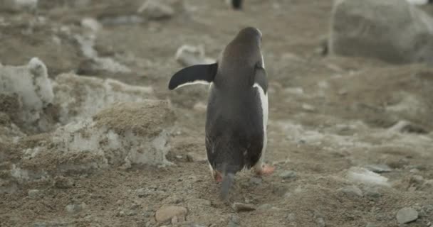 Самець Пінгвіна Весело Перебирається Через Колонію Крилами Шукаючи Рівноваги Розстріляний — стокове відео