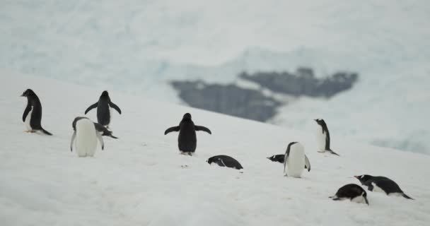 Колония Пингвинов Сидящих Снегу Распростертыми Крыльями Заднем Плане Сидит Гора — стоковое видео