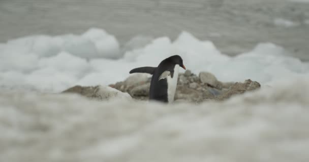 一只企鹅摇摇晃晃地缩成一团 一个寒冷的场景 雪顶和雪底的框架 在南极洲的红龙上被射杀 — 图库视频影像