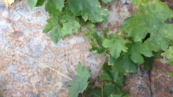 Weinblätter Wehen Wind Vor Einem Rostigen Metallhintergrund — Stockvideo