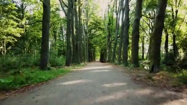 Drone Vlucht Een Laan Een Park Den Haag Nederland — Stockvideo