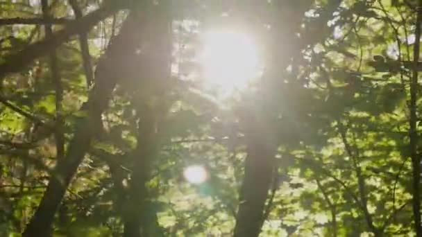 Sol Final Tarde Piscando Brilhando Através Das Árvores Bordo Videira — Vídeo de Stock