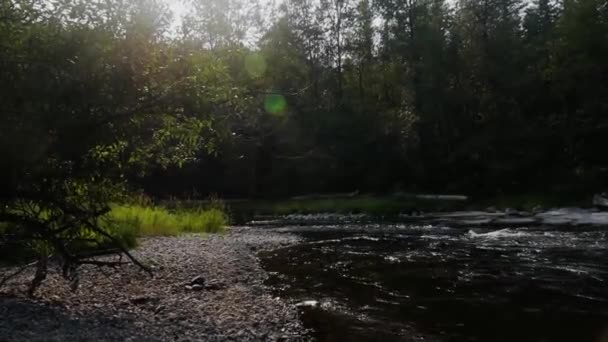 Green River Yumuşak Akıntılarının Kanaskat Palmer Eyalet Parkından Akan Durgun — Stok video