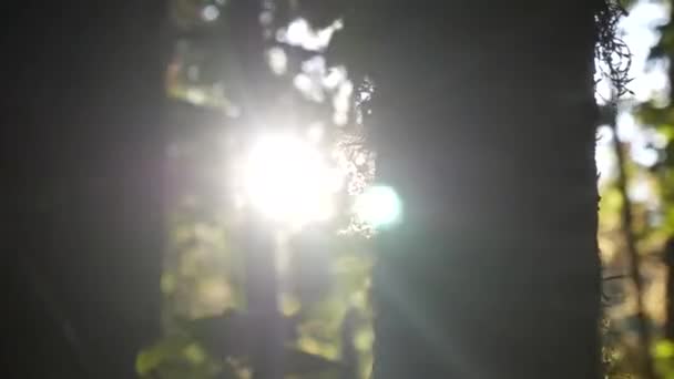 Een Boomstam Beweegt Zich Het Frame Met Prachtige Zonnevlammen Achtergrond — Stockvideo