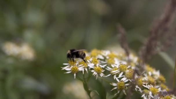 Ape Alcuni Fiori Durante Una Giornata Ventilata — Video Stock