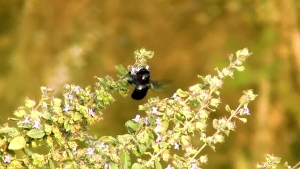 Εντόμων Αναζήτηση Της Αρπαγής Μέλι Από Λουλούδια Στο Αρούκου Που — Αρχείο Βίντεο
