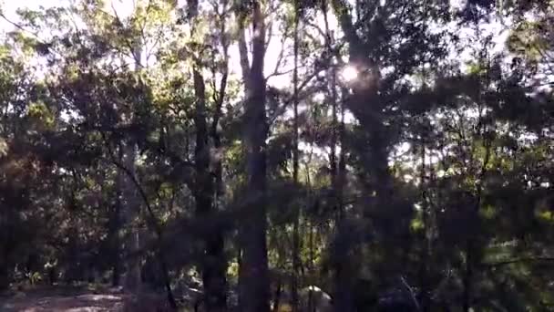 Guida Attraverso Foresta Vista Diurna — Video Stock