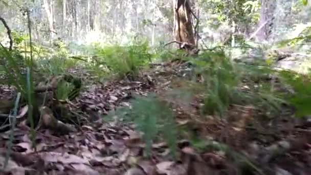 Condução Através Floresta Visão Diurna — Vídeo de Stock