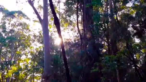 Condução Através Floresta Visão Diurna — Vídeo de Stock