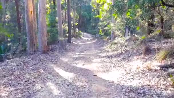 Їзда Лісу Вид Вдень — стокове відео