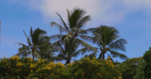 Пальмы Против Голубого Неба — стоковое видео