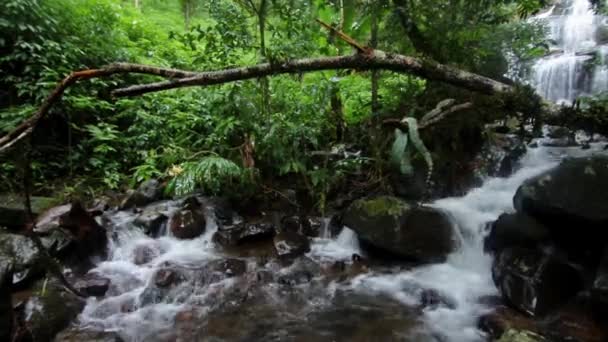 Malabar Pit Viper Bewegt Sich Mit Schönem Wasserfall Hintergrund — Stockvideo