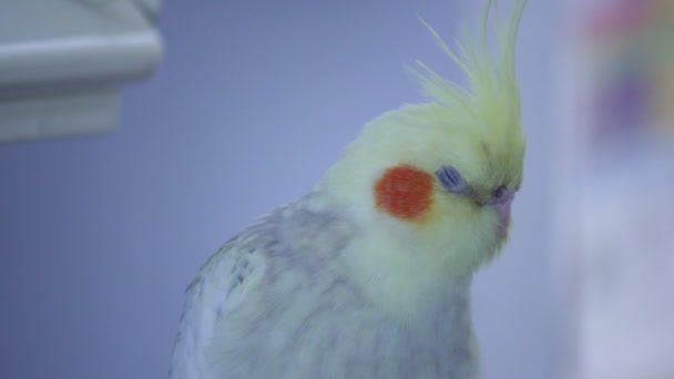 Cockatiel Durmiendo Fuera Jaula — Vídeo de stock