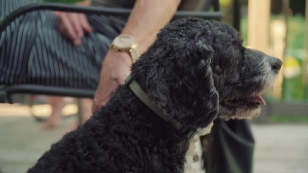 Frau Streichelt Hund Auf Veranda — Stockvideo