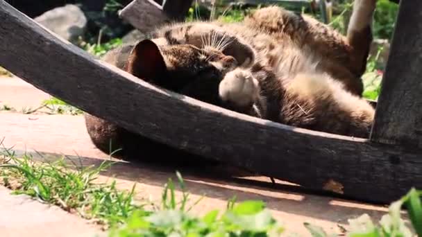 Kedi Yavrusu Dışarıda Sallanan Sandalyenin Altında Kuyruğuyla Oynuyor — Stok video