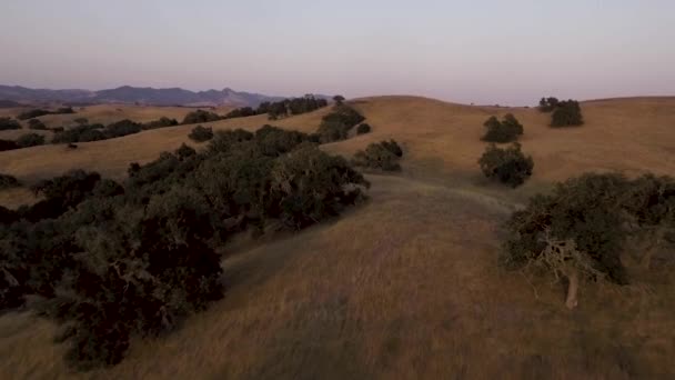 Tiro Aéreo Colinas Douradas Soprando Vento Pouco Antes Pôr Sol — Vídeo de Stock