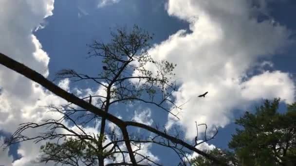 Falken Jagen Über Canyon Blick Durch Bäume — Stockvideo